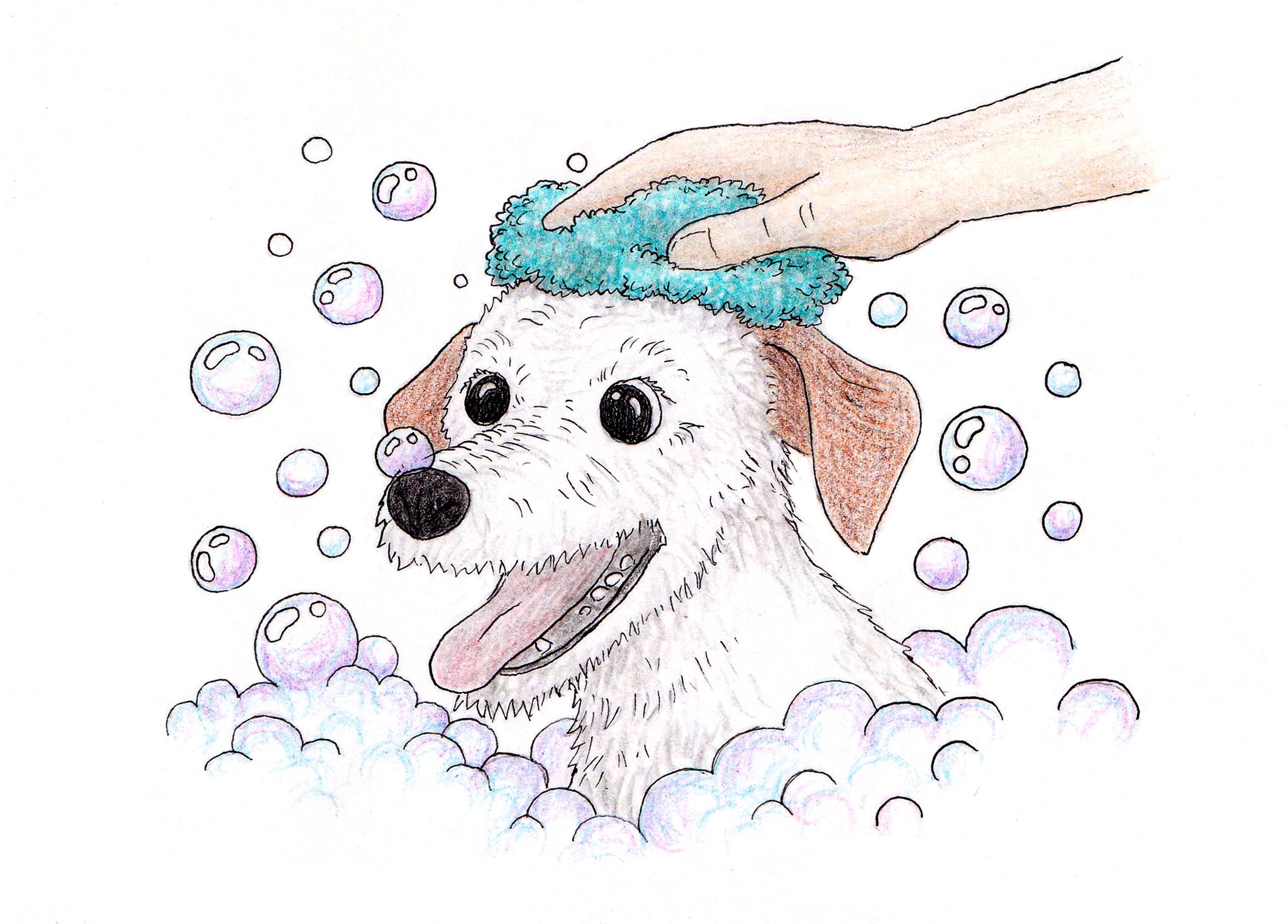 Penny getting a bubble bath — a hand washes the happy little dog’s head with a teal sponge as soap bubbles float around her.