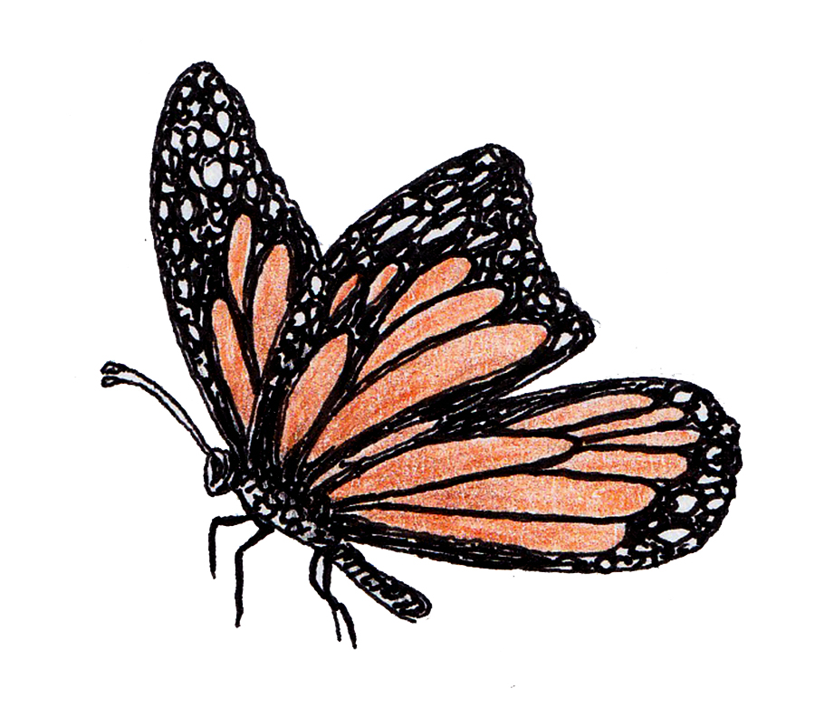 Hand-drawn monarch butterfly with orange and black wings.
