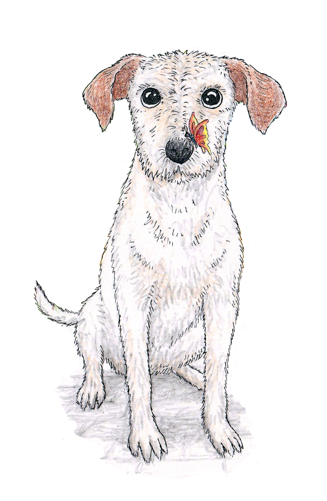 Pencil drawing of Penny, a scruffy little dog sitting down, with a butterfly perched on her nose.